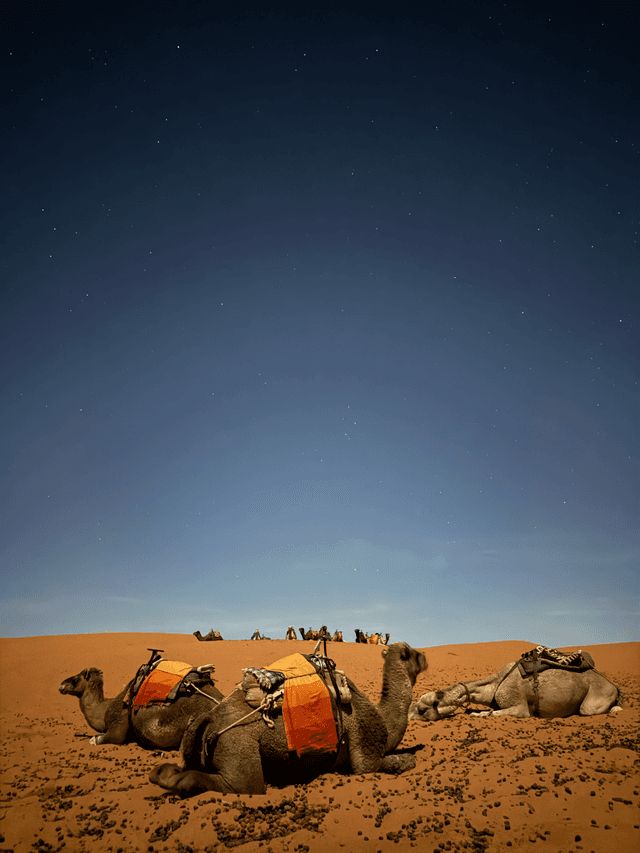 Camel at night in the Sahara Desert