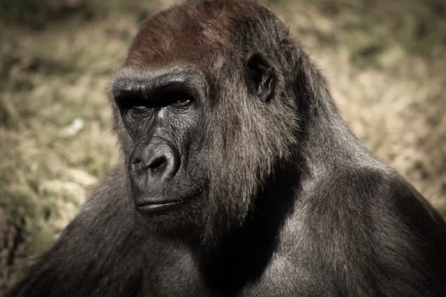Gorilla