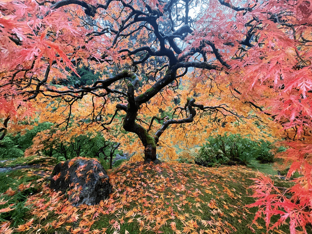 Tree in Japanese Garden of Portland, Oregon
